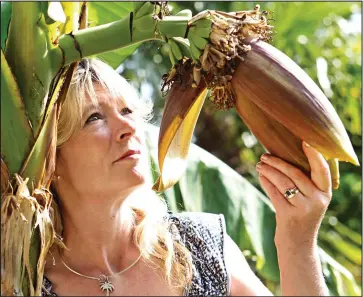  ??  ?? Taste of the tropics: Kate Burke inspects the banana plant flourishin­g in her garden