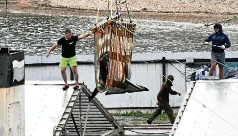  ?? FOTO: YURI MALTSEV/RTR ?? Mithilfe von Seilen wird dieser Wal aus dem Wasser gehoben. Die Becken sind so klein, dass die Tiere kaum Platz zum Schwimmen haben.