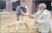  ?? DEEP MUKHERJEE/H ?? Mohammed Yunus, from Mewat, pets a calf. He spends around ₹50,000 each month to get quality fodder.