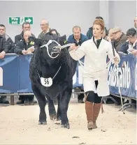  ??  ?? Isla Shaw from Mains of Tonley, Alford, seen with the Junior Reserve Aberdeen-angus Champion at Stirling.