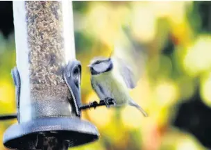  ??  ?? Why not elongate the Big Garden Birdwatch throughout the year?