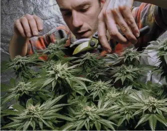  ?? AP fiLe ?? GROWING OPERATION: James MacWilliam­s prunes a marijuana plant that he is growing indoors in Portland, Maine. New York lawmakers have now reportedly reached an agreement to legalize marijuana sales to adults over the age of 21.