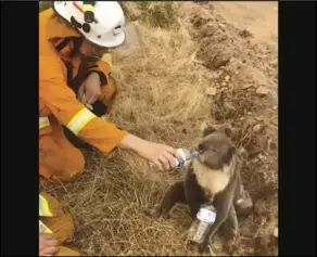  ?? Associated Press ?? In this image made from video taken on December and provided by Oakbank Balhannah CFS, a koala drinks water from a bottle given by a firefighte­r in Cudlee Creek, South Australia.