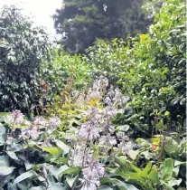  ?? PHOTO: PETER MCINTOSH ?? A woodland garden at Dunedin Botanic Garden.