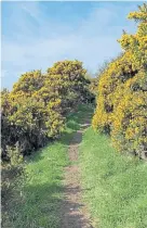  ?? ?? The path through the gorse bushes.