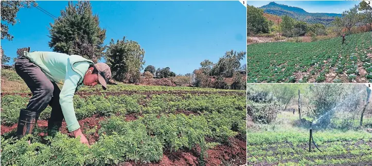  ?? FOTOS: DAVID ROMERO ?? (1) La siembra de zanahorias es escasa en Azacualpa. (2) En tres meses esperan sacar la producción de repollo. (3) Son pocos los agricultor­es que cuentan con un sistema de riego para sus hortalizas.