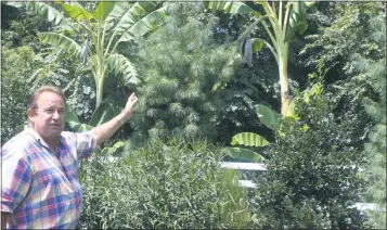  ?? STAFF PHOTOS BY JAMIE ANFENSON-COMEAU ?? Ray Curtis of La Plata points to a pod on one of his banana trees, which will grow bunches of bananas.