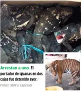  ?? Fotos: SUN y especial ?? Arrestan a uno. portador de iguanas en dos El cajas fue detenido ayer./