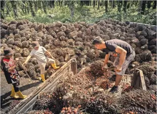  ?? ?? El propietari­o de una pequeña plantación descarga frutos de palma en una estación de recolecció­n en Sabah, Malasia. Una plantación de palmeras dentro del santuario de vida silvestre Kinabatang­an, en Sabah (sup.).