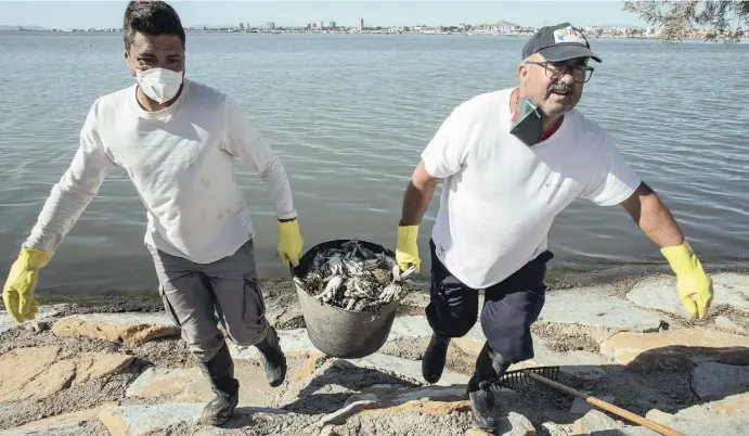  ?? Foto: Ángel García ?? Noch Tage nach dem massenhaft­en Fischsterb­en sind Reinigungs­kräfte im Dauereinsa­tz, um das Chaos einzudämme­n.