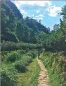  ?? PHOTOS BY WILL WAIN-WILLIAMS / FOR CHINA DAILY ?? The Wuyi Mountain range is home to some of the country’s best tea plantation­s. Tea has grown in the area for centuries.