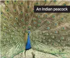  ??  ?? An Indian peacock