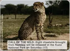  ?? ?? CALL F THE WILD: Eigh cheetahs rought from amibia ill be eleased in he un National ark on aturday (17)