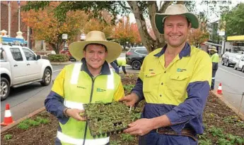  ?? Photo: Contribute­d ?? WORKING HARD: Werner Suhr (right) and Marshall Hanson with a tray of English daisies to be planted in the median bed outside City Hall.