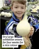  ??  ?? Dry large exhibition onions for four weeks for a nice colour