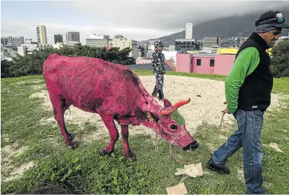  ?? /David Harrison ?? Pretty in pink: A minder leads a painted cow to a film set in Cape Town’s Bo Kaap during a shoot this year. The city is popular with filmmakers from around the world.