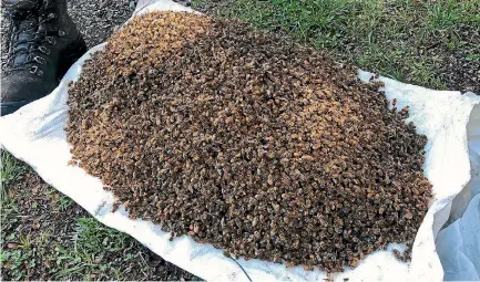  ?? PHOTOS: RICKI LEAHY ?? Dead bees collected from eight hives at the Trees and Bees apiary in the Mangles Valley, Murchison.