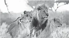  ?? BRAD BESTELINK, NATIONAL GEOGRAPHIC CHANNELS ?? Sekekama and members of the Marsh Pride stand together on Savute Marsh in Botswana.