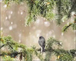  ?? Orlin Wagner / Associated Press file photo ?? A slatecolor­ed junco finds shelter in an evergreen tree as snow begins to fall in Lawrence, Kan., in this photo from 2009.