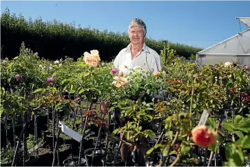  ?? TOM LEE/STUFF ?? Roach Nurseries owner Mike Roach said the dry weather is making his roses and sales deplete.