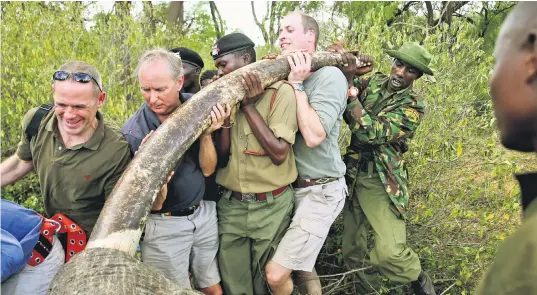  ??  ?? The Duke of Cambridge helps rangers fit an antipoachi­ng tracking device to a Kenyan bull elephant
