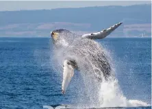  ?? Douglas Croft / Department of Fish and Wildlife ?? Most humpback whales range from 40 to 45 feet long and are known for spectacula­r jumps, pirouettes and lunge-feeding.
