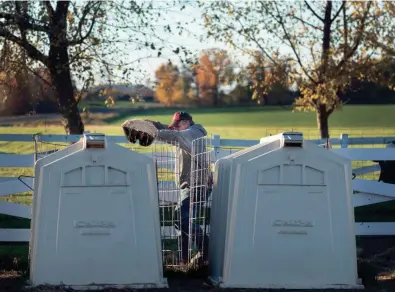  ?? PHOTOS BY MARK HOFFMAN / MILWAUKEE JOURNAL SENTINEL ?? Marty Nigon puts down bedding for calves.