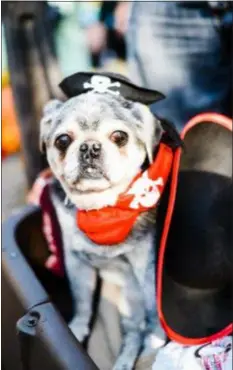  ?? PHOTOS COURTESY OF PROVIDENCE ANIMAL CENTER ?? A dog costume contest will take place in the afternoon.