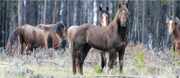  ?? WAYNE McCRORY ?? Hundreds of wild horses run free in the Chilcotin, some with bloodlines that go back centuries. A survey will help answer questions about the effect they’re having on livestock.