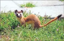  ?? PHOTO BY JIM FREY ?? A Long-tailed Weasel visits a backyard.