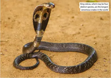  ?? ?? King cobras, which may be four distinct species, are the longest venomous snakes in the world
