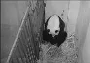  ?? (AP/Smithsonia­n National Zoo) ?? In this image from video provided by the Smithsonia­n National Zoo, Mei Xiang tends to her newborn giant panda cub Friday evening.
