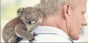  ?? AFP ?? ■
A koala orphaned by the devastatin­g Australia bushfires.