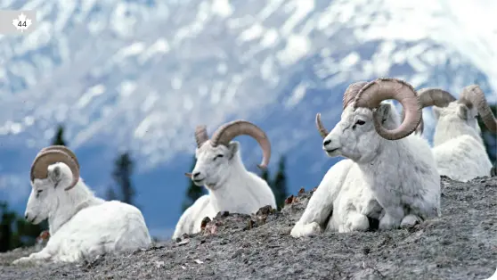  ?? TOURISM YT ?? DALL SHEEP, KLUANE NATIONAL PARK RESERVE, YT • DESTINATIO­N CANADA/