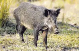  ?? MEDITERRÁN­EO ?? El nivel de daños a la agricultur­a será uno de los criterios de asignación.