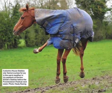  ?? Photo: Healy Racing ?? Cullentra House Stables star Samcro jumps for joy in the warm weather in his paddock at Gordon Elliott’s Stables before the Punchestow­n Festival next week.