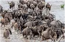  ??  ?? Going solo: Mara River’s wildebeest migration had only one tourist