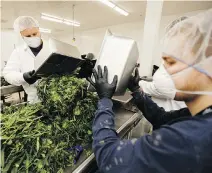  ?? DARREN BROWN ?? Canopy Growth employees process medical marijuana in the cannabis company’s facility in Smiths Falls, Ont.