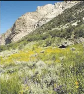  ?? LAS VEGAS REVIEW-JOURNAL FILE ?? High mountain meadows, such as those found along Lamoille Canyon Road near Elko, promise spectacula­r wildflower displays during the summertime.