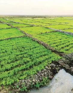  ?? ?? A rice farm