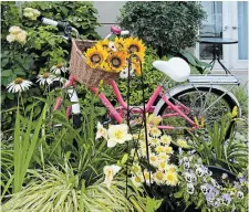  ?? ?? A bicycle basket filled with sunflowers along with a garden brimming with perennials create a whimsical vignette in this colourful condo garden.