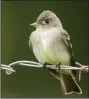  ?? Special to the Democrat-Gazette/ VIC PRISLIPSKY ?? Willow, Acadian, least, yellowand alder flycatcher­s all look much alike.