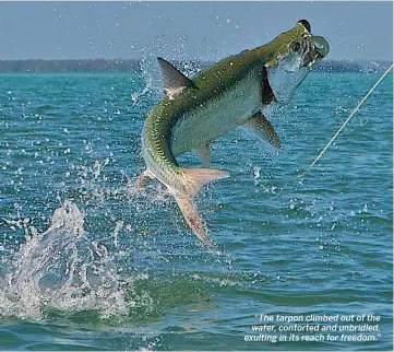  ??  ?? “The tarpon climbed out of the water, contorted and unbridled, exulting in its reach for freedom.”