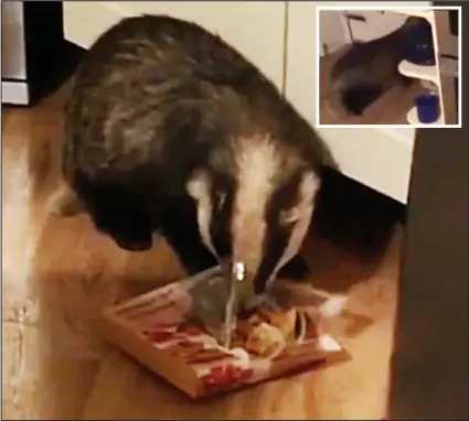  ??  ?? Caught in the act: The badger chomps into a Bakewell tart. Inset: It escapes through the cat flap