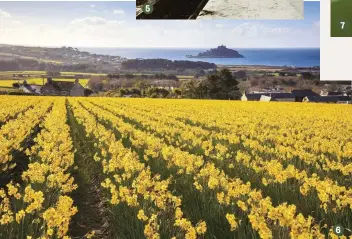  ??  ?? 5 Laden with spring blooms, the West of England and Scilly Isles Flower Special pulls in to Paddington Station in February 1937 6 The balmy climate means daffodils thrive on the slopes of Varfell, overlookin­g St Michael’s Mount 7 The delicate, popular ‘Scilly White’ has a mild scent 8 Women bunch and tie the day’s harvest at Long Rock, Cornwall, in 1926 9 A great choice for your garden, Narcissus papyraceus ‘Grand Soleil d’Or’ produces 18–24 flowers per bulb 10 At Walkers Bulbs in Lincolnshi­re pickers wear gloves to protect their skin from ‘daffodil itch’, caused by the toxin lycorine 5 7 6