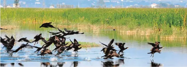  ?? // OLIVER HERNÁNDEZ ?? Los humedales de Illa de Mar y l’Embut (Delta del Ebro), gestionado­s por Agbar, declarados reserva natural de fauna salvaje