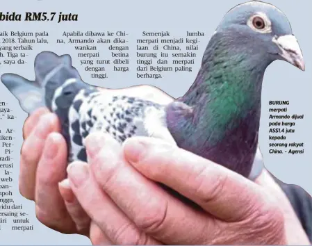  ??  ?? BURUNG merpati Armando dijual pada harga AS$1.4 juta kepada seorang rakyat China. - Agensi