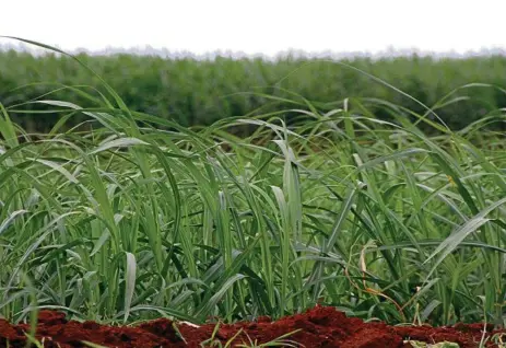  ?? PHOTO: ZACH HOGG ?? SPEAKING OUT: Farmers are defending the use of glyphosate, the active ingredient in Roundup.