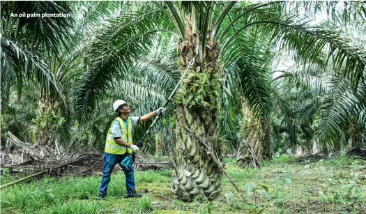  ??  ?? An oil palm plantation