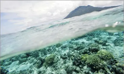  ?? ROMEO GACAD/ AFP/ GETTY IMAGES FILES ?? A coral reef is pictured off Bunaken Island marine protected national park in Manado, Indonesia. An article published in the academic journal Current Biology this week estimates there are one million marine species.